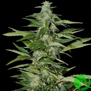 Auto Big Bang Feminised