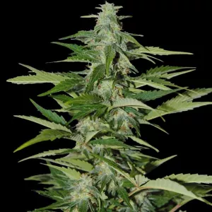 Auto Big Bang Feminised