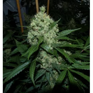Auto Big Skunk Feminised