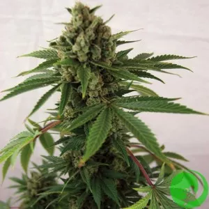 Auto Blue Feminised