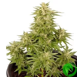Auto Critical CBD Feminised