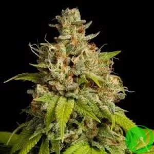 Насіння конопель Auto Durban Poison Feminised