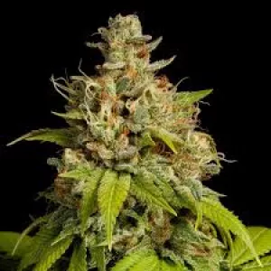 Auto Durban Poison Feminised