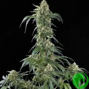 Auto Jack Herer Feminised