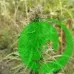 Насіння конопель Jamaica Sativa Feminised