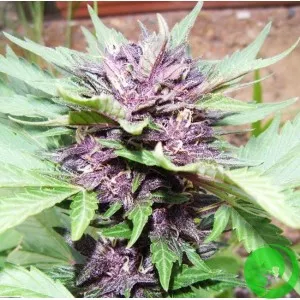 Auto Northern Blue Feminised