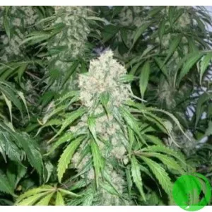 Auto Northern Light Feminised