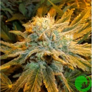 Auto Pure Power Plant Feminised
