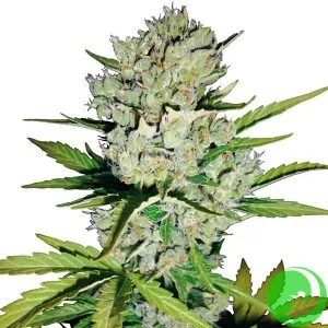 Auto Sensi Skunk Feminised