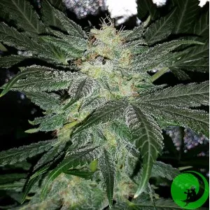 Auto Super Hash Feminised