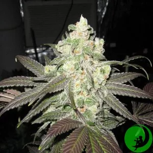 Auto Super Skunk Feminised