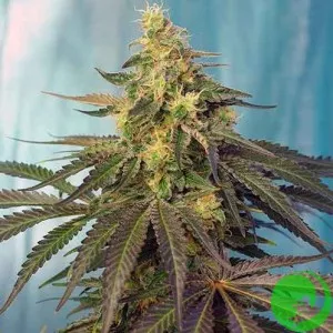Auto Sweet Cheese Feminised