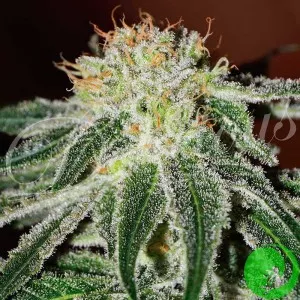 Auto White Russian Feminised