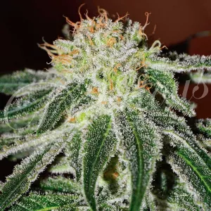 Auto White Russian Feminised