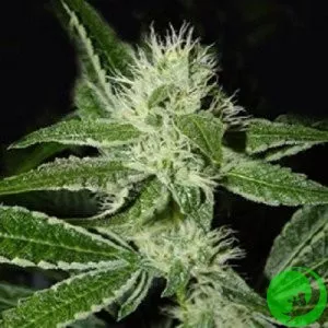 Насіння конопель Black Widow Feminised