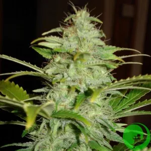 Hindu Kush Feminized
