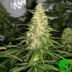 Jack Herer Feminised
