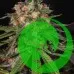 Насіння конопель Jamaica Sativa Feminised