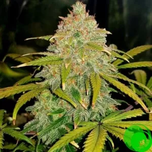 Jamaica Sativa Feminised