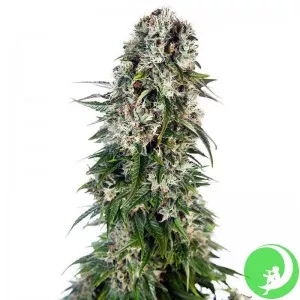 Jet 47 Feminised