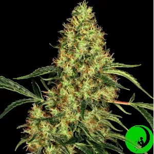 Mexican Sativa Feminized