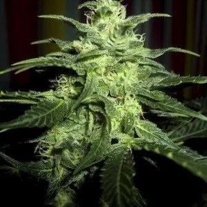 Auto Opium Feminised