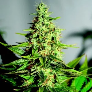 Acapulco Gold Feminised