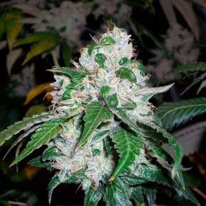 Afghan