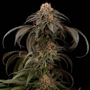 Afghan Kush