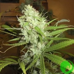 Afghanica Landraces