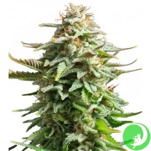 Amnesia Haze 