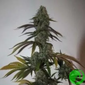 Amnesia Molotov Haze