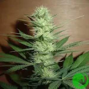 Big Bud