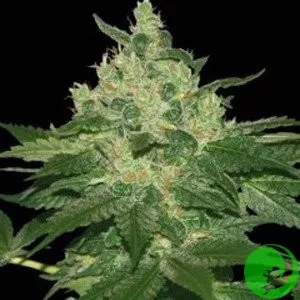 Bubble Gum