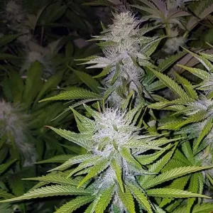 Cookies Kush