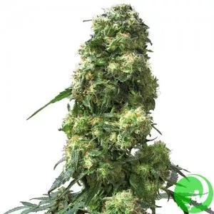 Early Skunk