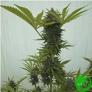 Fast Bud