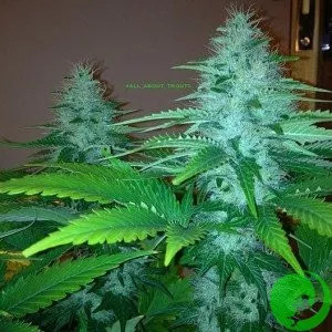 Hash Passion
