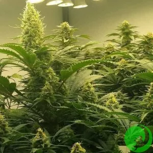Utopia Haze