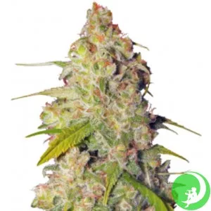 Семена конопли Gagarin Haze