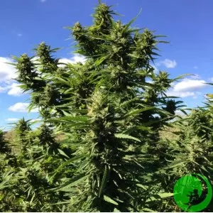 Godfather OG Feminized