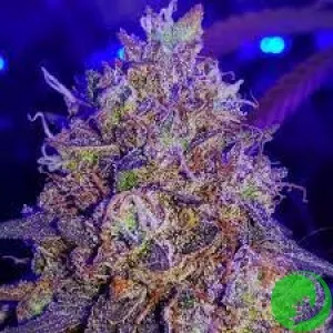 Granddaddy Purple Feminised