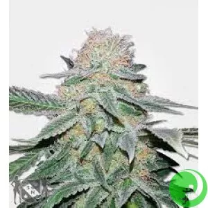 Indica Crystal Extreme Feminised