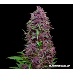 Purple Mazar Auto Kalashnikov Seeds
