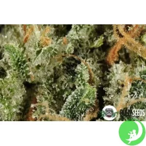 Kalichakra New Edition (BullySeeds)