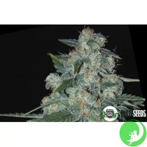 Насіння конопель Ketama Feminised by BullySeeds