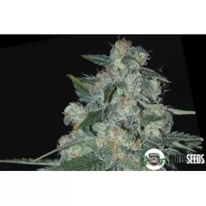 Ketama Feminised (BullySeeds)