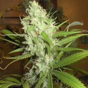 Landrace Afganica Original