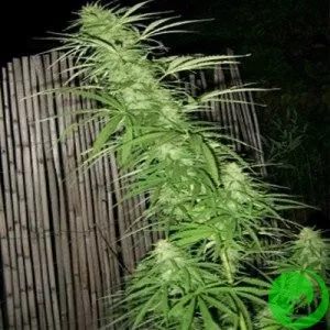 Afghan Original