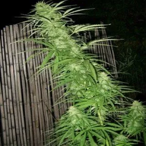 Afghan Original